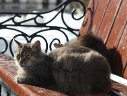 В Болгарии ввели налог на содержание домашних кошек