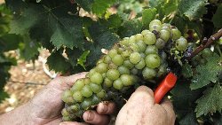 Качество и высокие цены компенсируют слабый урожай винограда