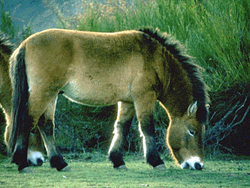 В Болгарию возвращается доисторическая лошадь